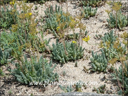 Sedum Blue Spruce